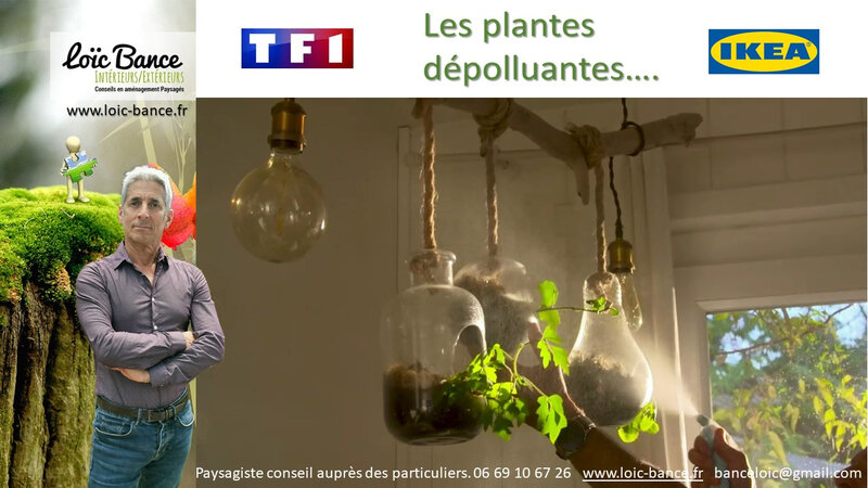 Capbreton Paysagiste plantes depolluantes en interieur avec TF1 et IKEA.