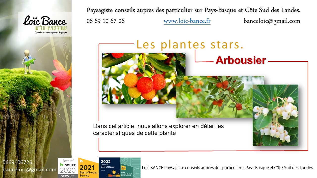 Paysagiste Capbreton. L'arbousier (Arbutus unedo) est une plante ornementale attrayante.