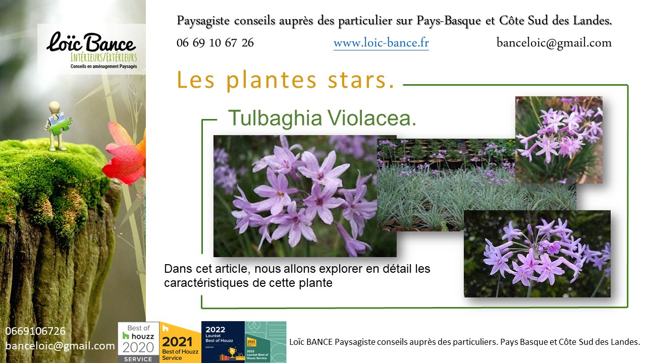 Capbreton paysage, fleurir votre jardin avec la Tulbaghia Violacea plante star de juillet 2024.