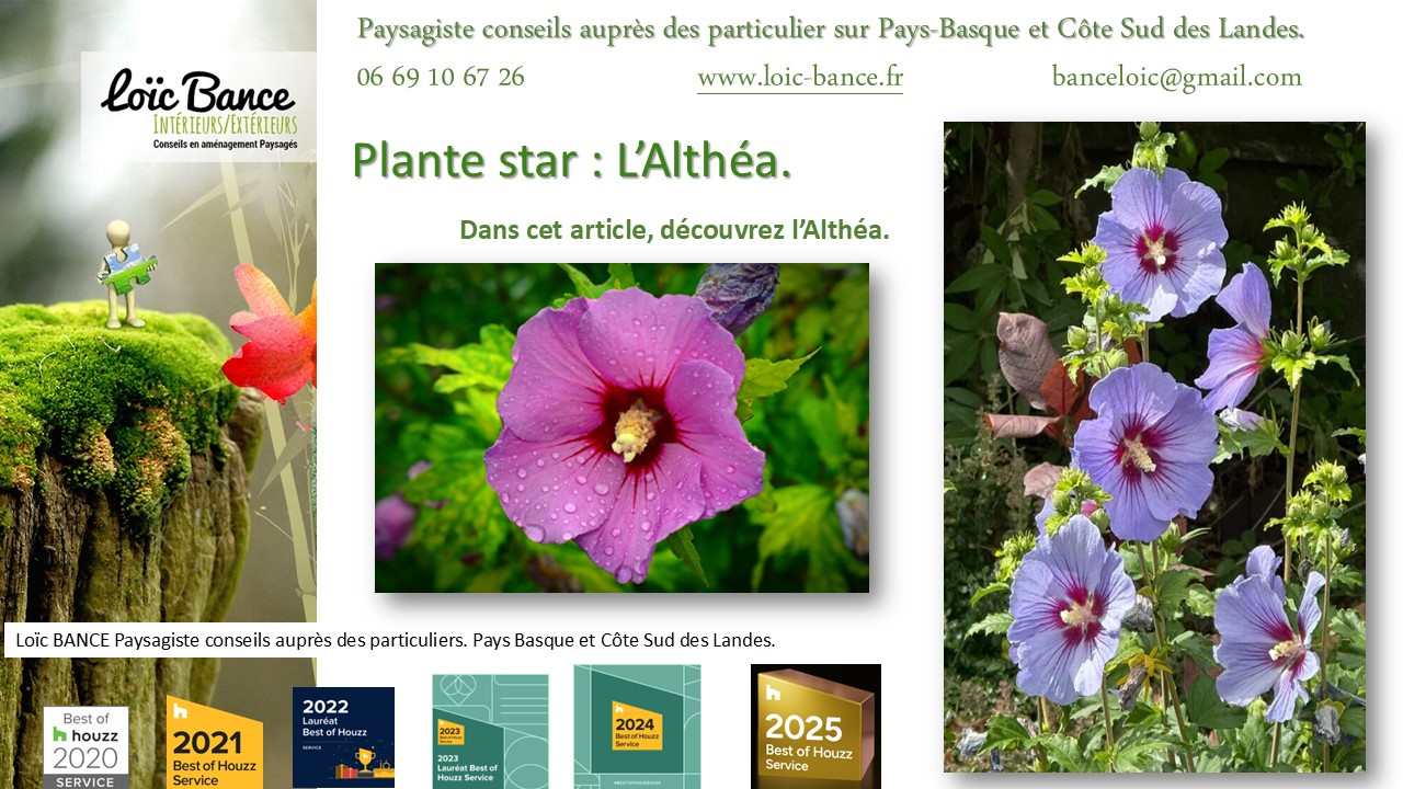 Fiche technique de l'Alth�a Hibiscus Capbreton paysages 